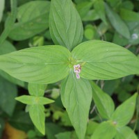 Spigelia anthelmia L.